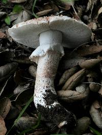 Amanita cruentilemurum image