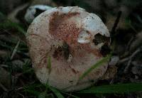 Tricholoma dryophilum image