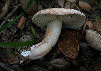 Tricholoma dryophilum image