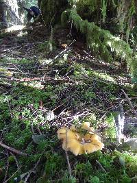 Cantharellus formosus image