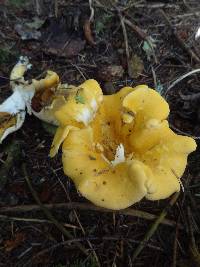 Cantharellus formosus image