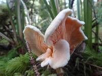Hygrophoropsis aurantiaca image