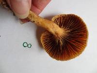 Chroogomphus tomentosus image