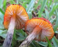 Hygrocybe nigrescens image