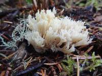 Clavulina coralloides image