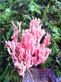 Ramaria araiospora image