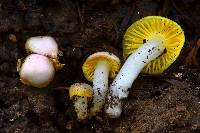 Hygrocybe flavifolia image