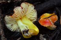 Hygrocybe aurantiosplendens image