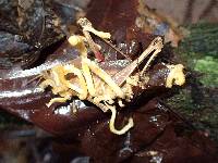 Cordyceps locustiphila image