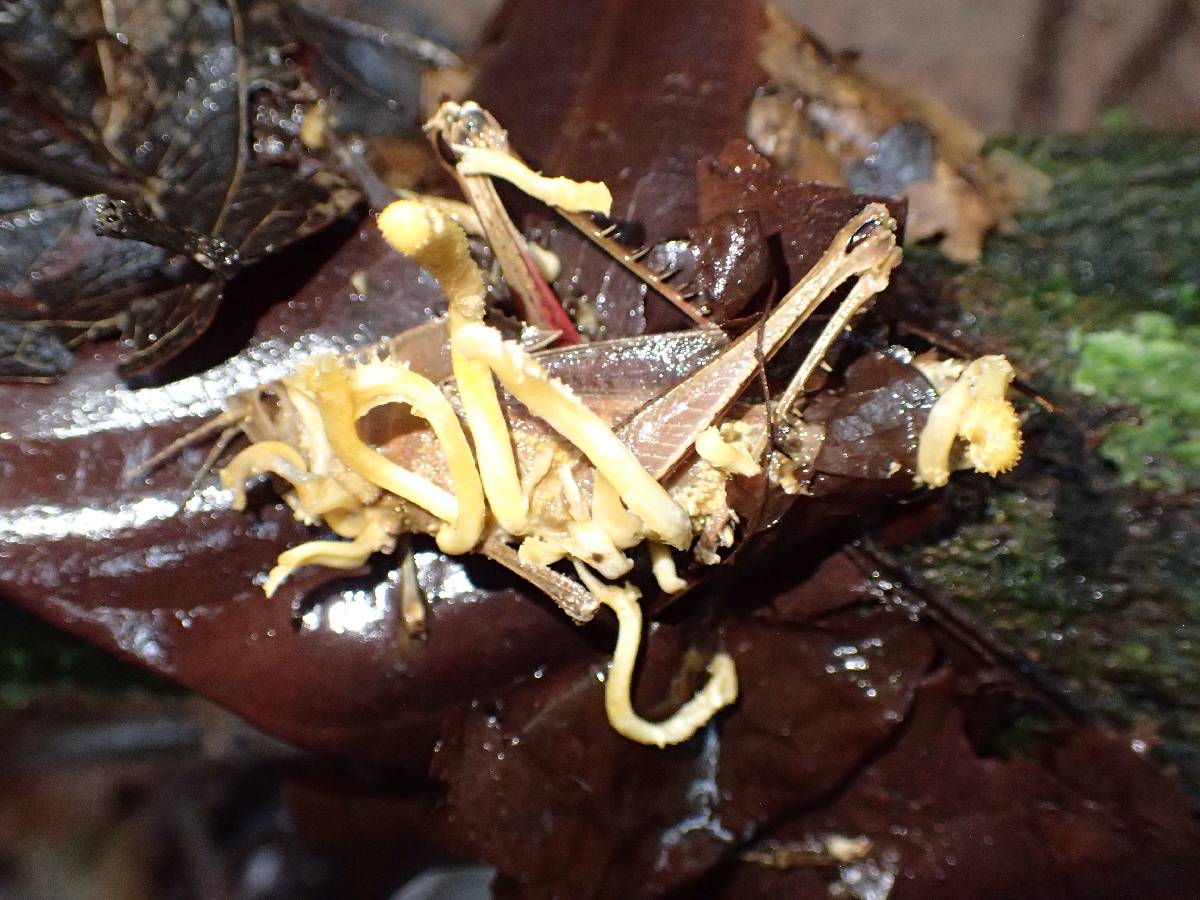 Cordyceps locustiphila image