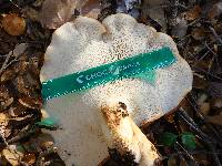 Polyporus tuberaster image