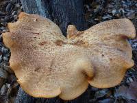 Polyporus tuberaster image