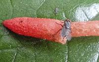 Phallus rubicundus image