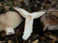 Lactarius argillaceifolius var. megacarpus image