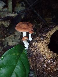 Leucopaxillus gracillimus image