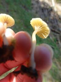 Lichenomphalia umbellifera image