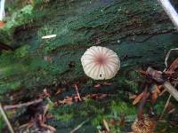 Lichenomphalia umbellifera image