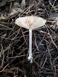 Entoloma mougeotii image