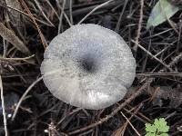 Entoloma mougeotii image