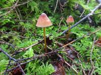 Mycena sanguinolenta image