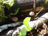 Mycena sanguinolenta image