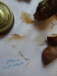 Tapinella atrotomentosa image
