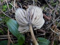 Entoloma sodale image