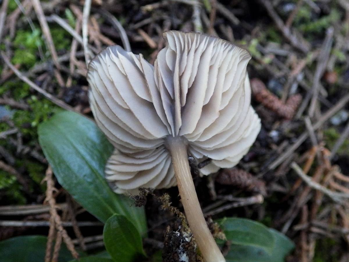 Entoloma sodale image