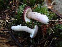 Russula caerulea image