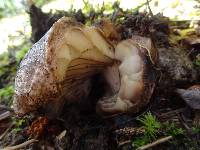 Russula dissimulans image