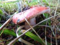 Russula americana image