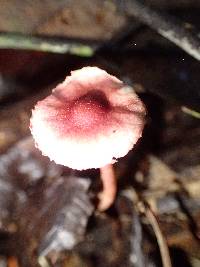 Lepiota erythrosticta image