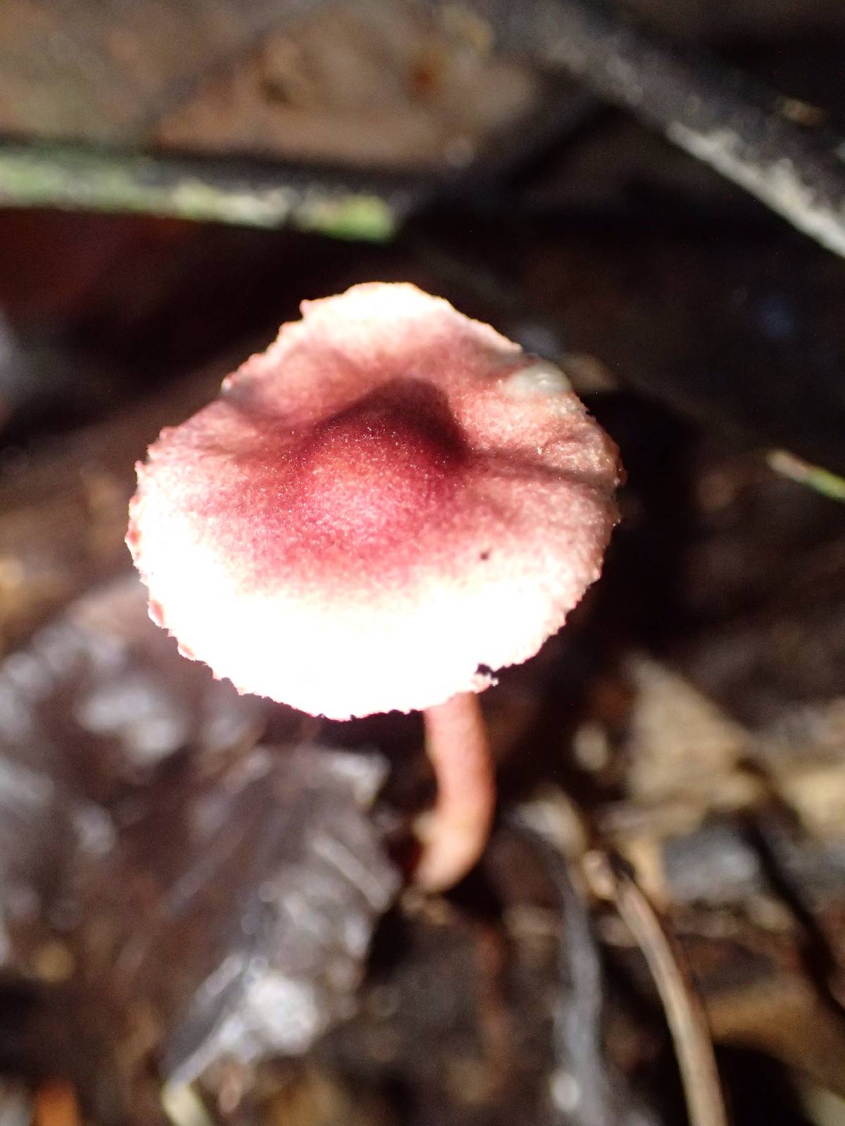 Lepiota erythrosticta image