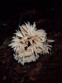 Hydnopolyporus fimbriatus image