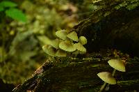 Mycena inclinata image