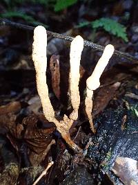 Xylaria telfairii image