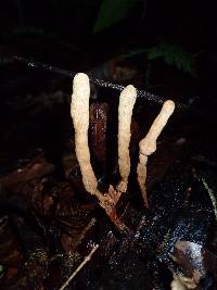 Xylaria telfairii image