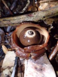 Geastrum triplex image