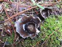 Helvella leucomelaena image