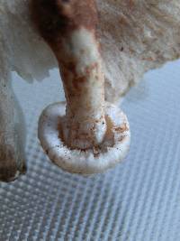 Tricholoma terreum image