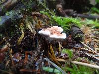 Hydnellum peckii image