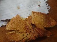 Tricholomopsis rutilans image
