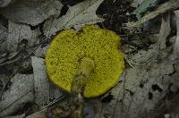 Boletus subtomentosus image