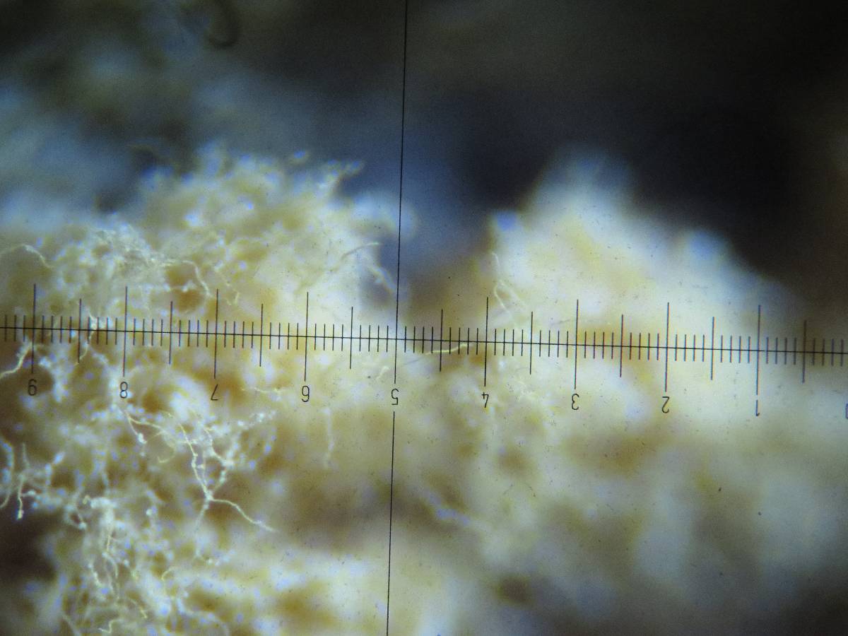 Trichia image