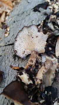 Polyporus brumalis image
