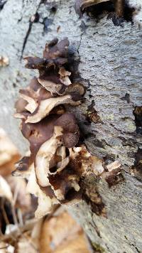 Polyporus brumalis image