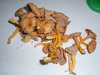 Cantharellus ignicolor image