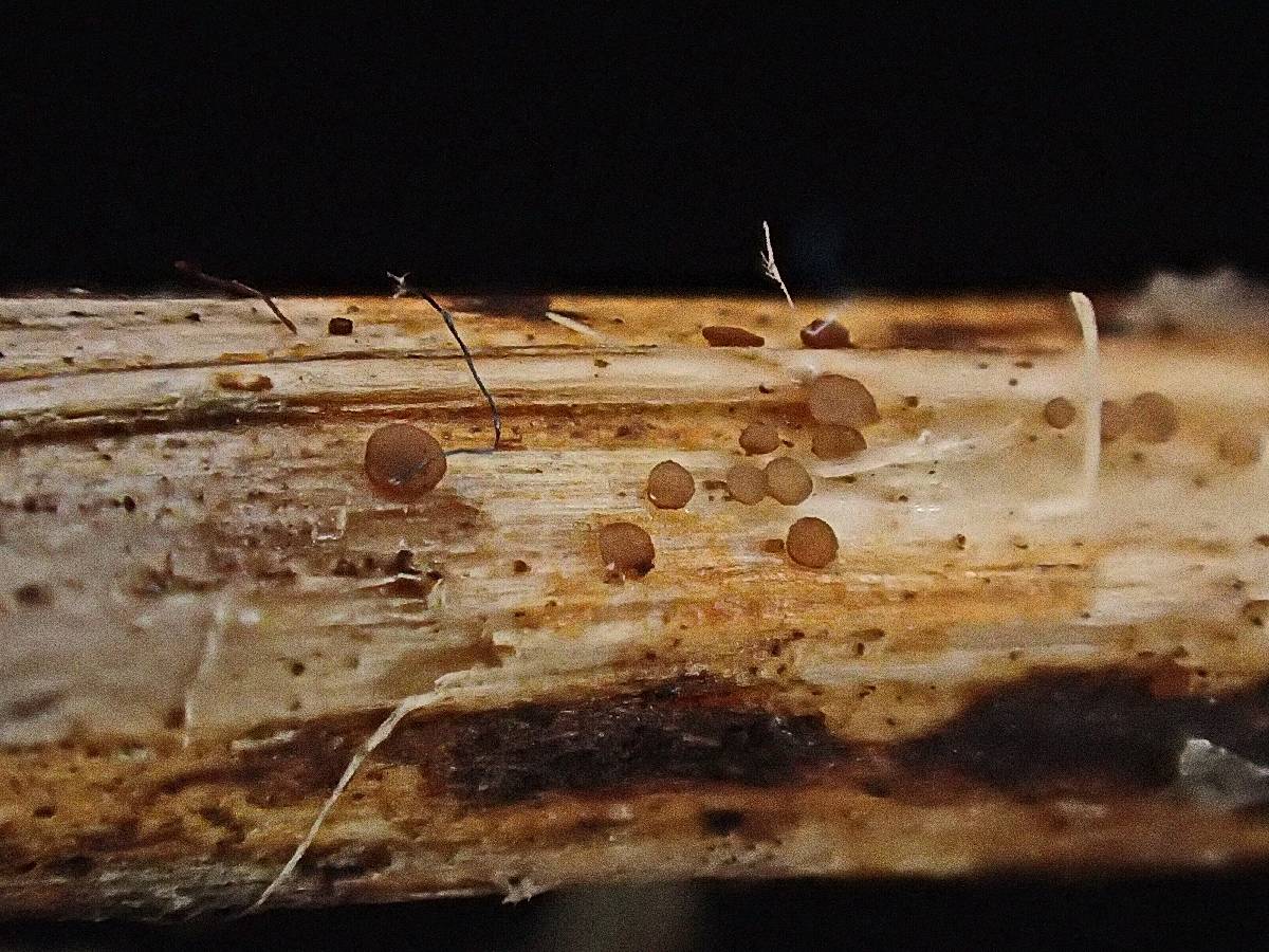 Micropeziza cornea image
