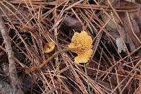 Xeromphalina cauticinalis image