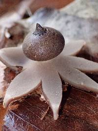 Geastrum lloydianum image